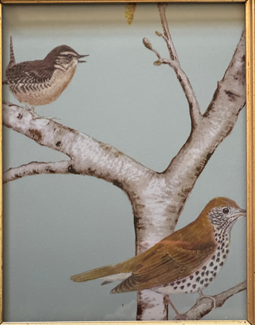 Sanderson 'Woodland Chorus' | Sky Blue Wren & Thrush Pretty Print in Unique Brown & Gold Frame