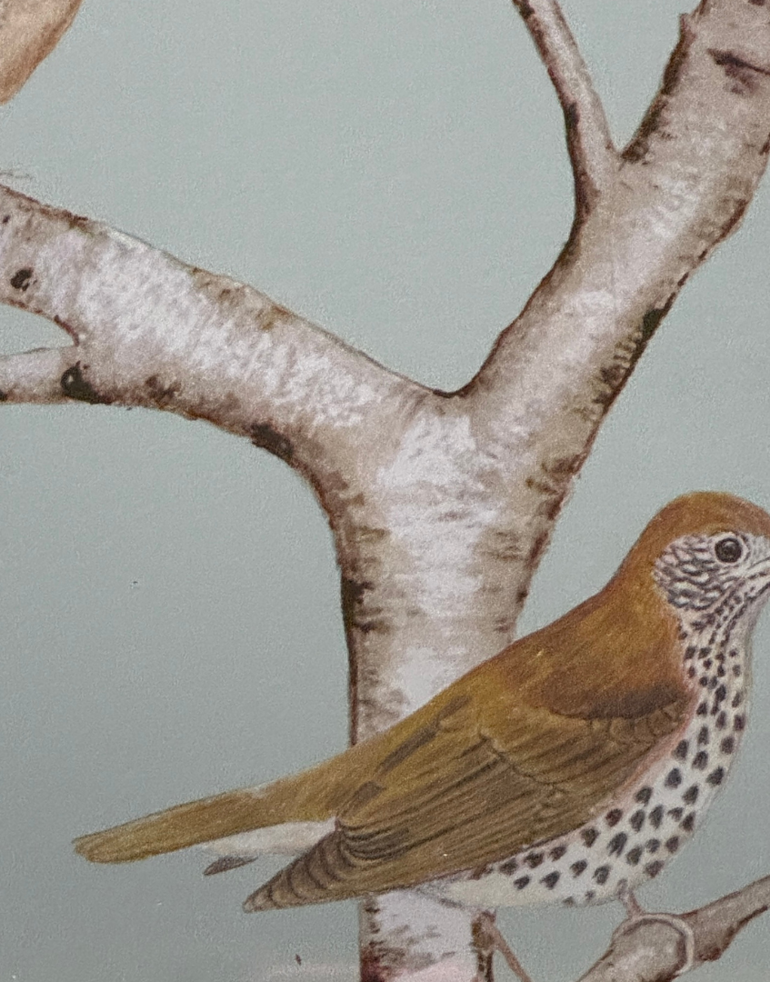 Sanderson 'Woodland Chorus' | Sky Blue Wren & Thrush Pretty Print in Unique Brown & Gold Frame