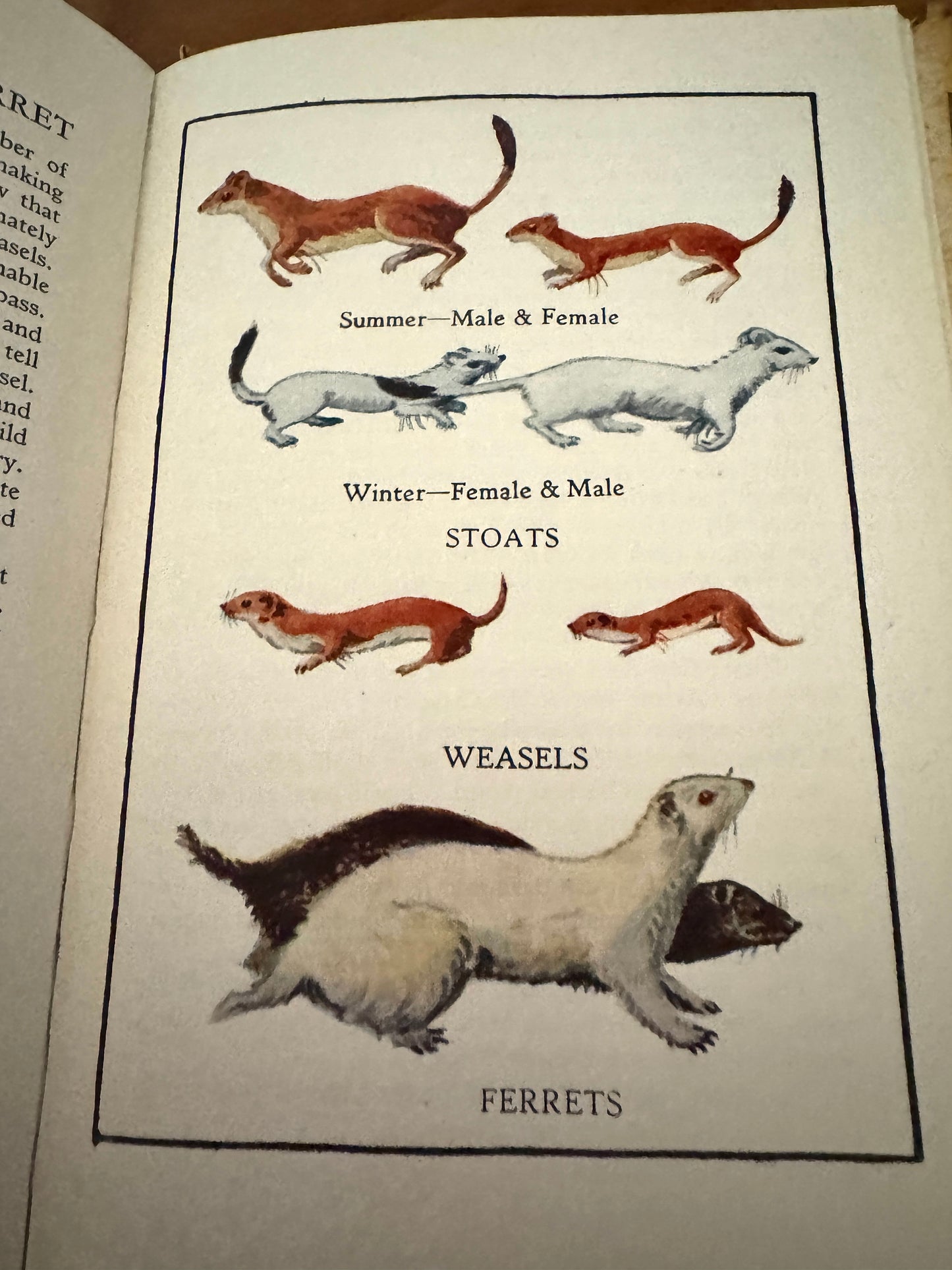 Vintage 1940s “A Book of Common Beasts” | Chameleon Books - Oxford University Press