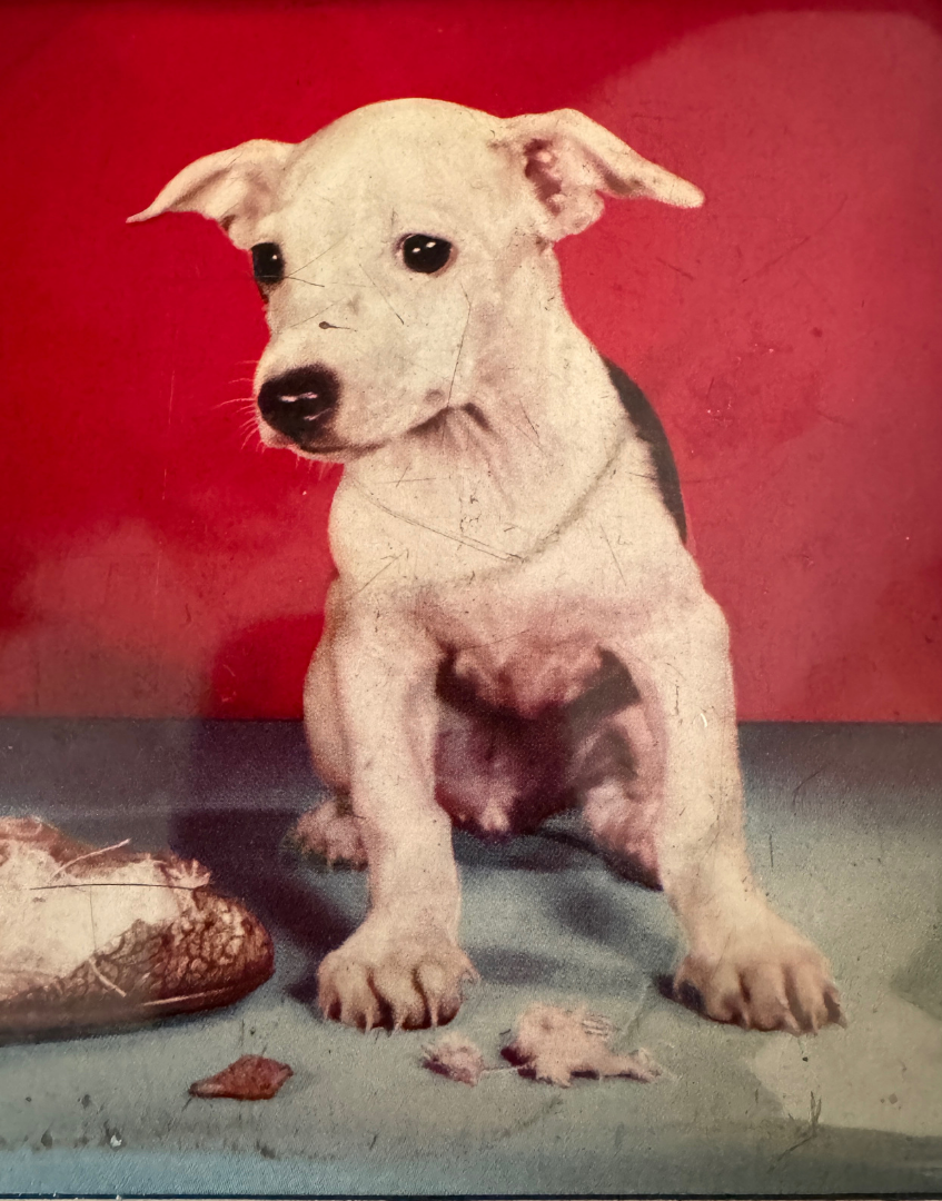 1950s Benson’s Cheeky Puppy Vintage Tin | Mid-Century Confectionery Advertising Prop and Collectable