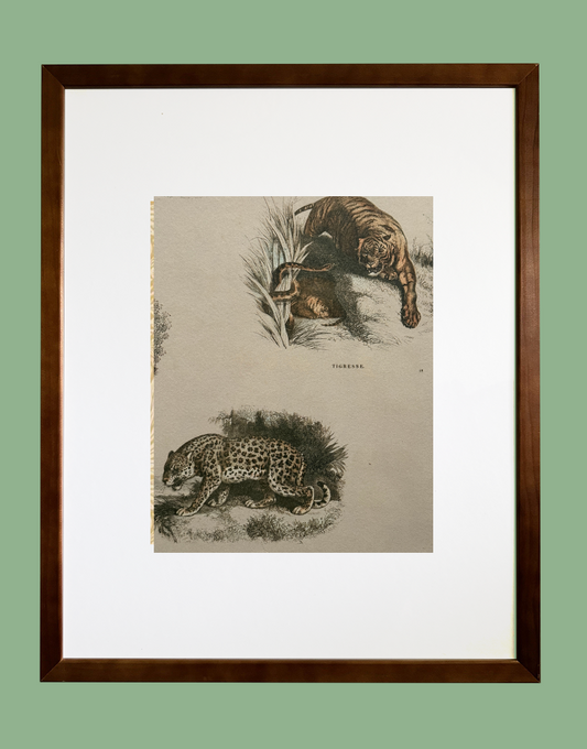 Framed Print - Linwood Wallpapers 'Fierce Creatures' Vintage Ephemera Wall Decor | Retro Wall Art Collection