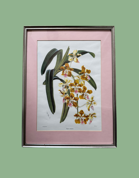 A framed botanical art print of an orchid plant, featuring yellow and white flowers with green leaves, set against a pink mat and a dark wood frame, displayed on a solid sage green background.