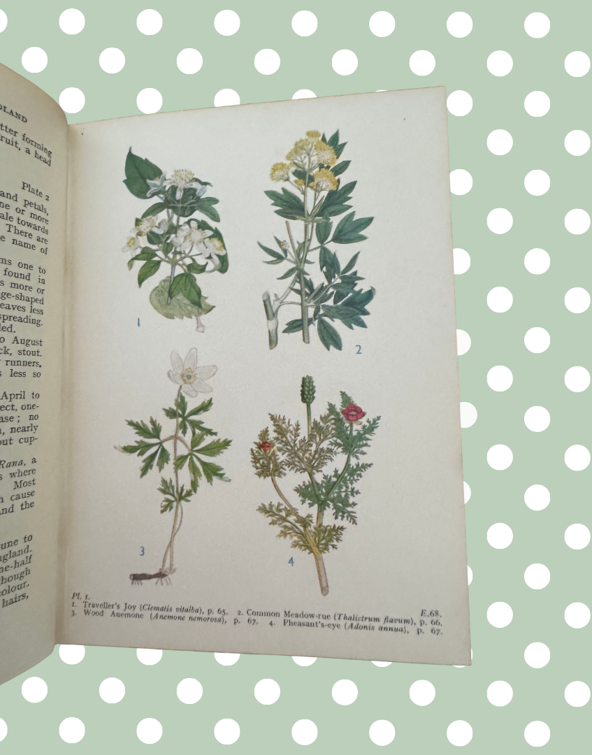 Botanical illustration page featuring British woodland flowers inside vintage pocket guide