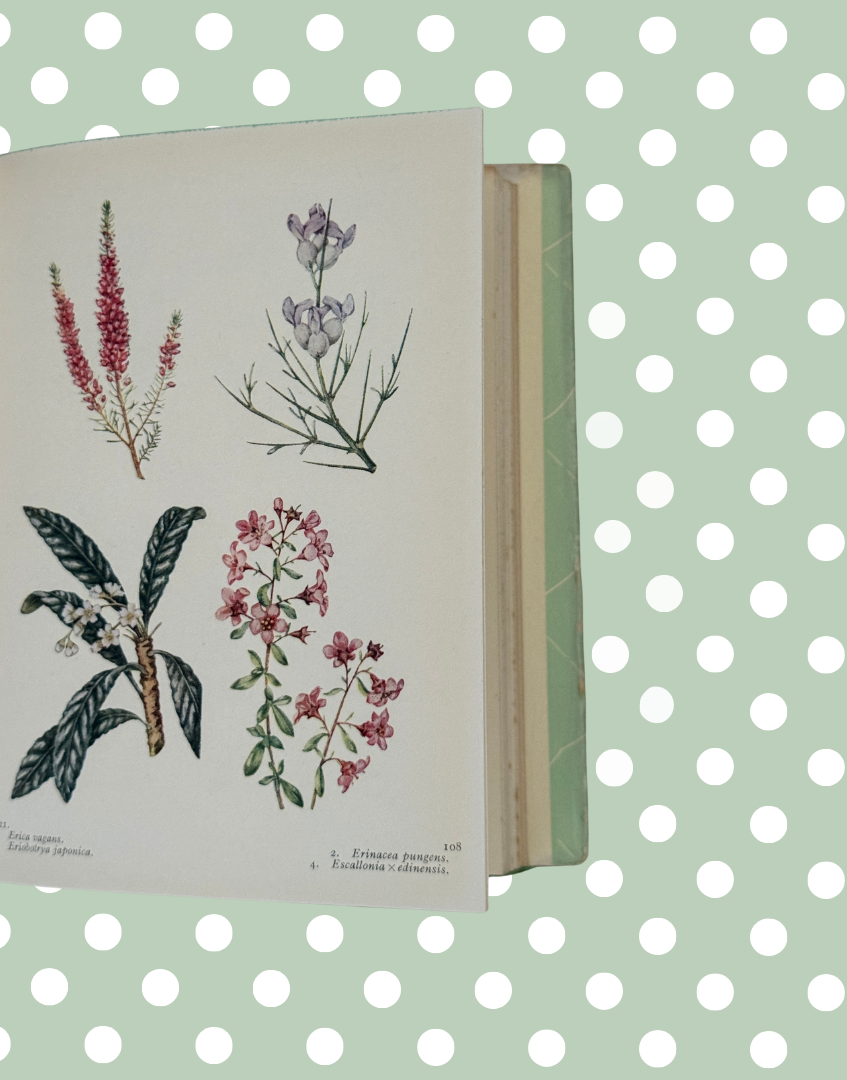 Floral illustration plate from The Book of Flowering Trees and Shrubs botanical guide
