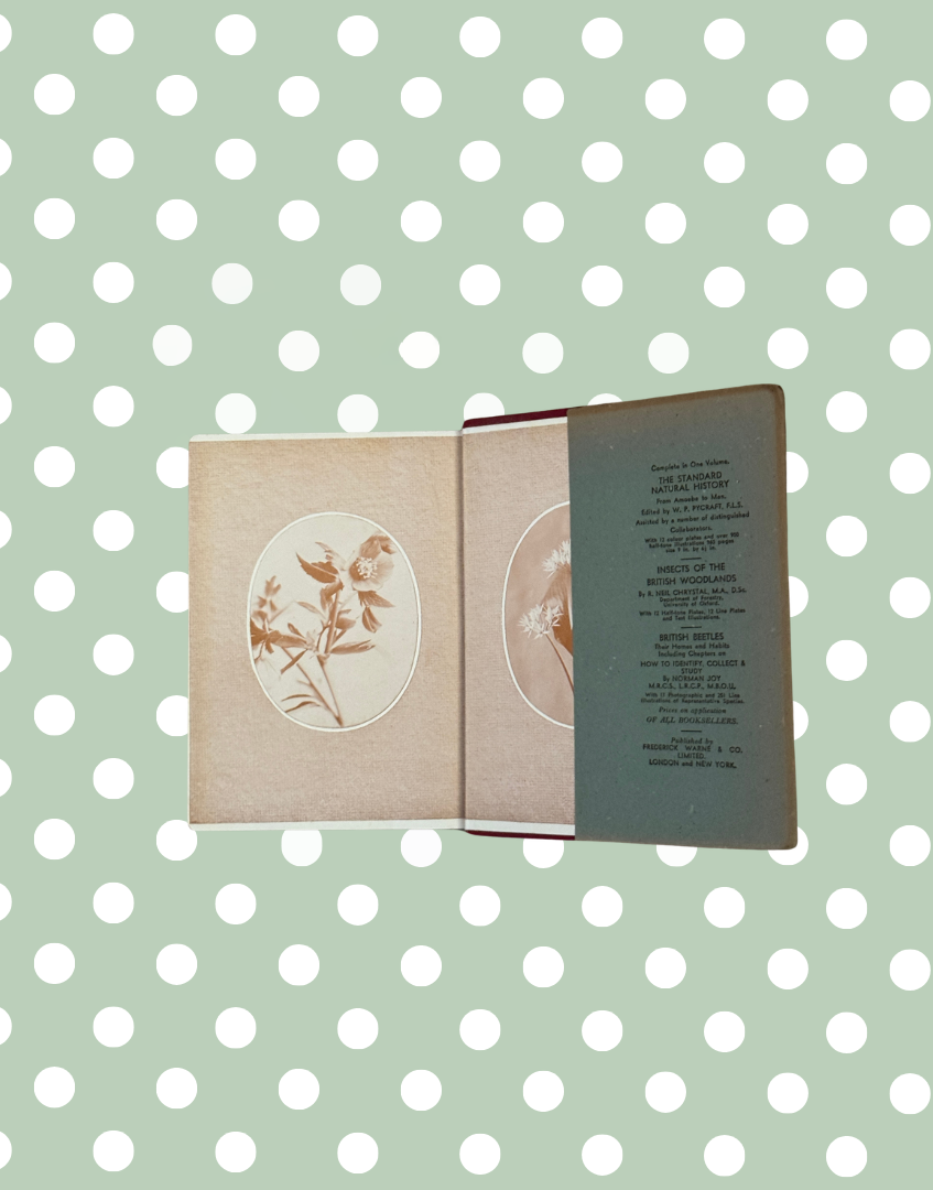 Inside spread from Wayside and Woodland Blossoms featuring illustrated flower identification pages