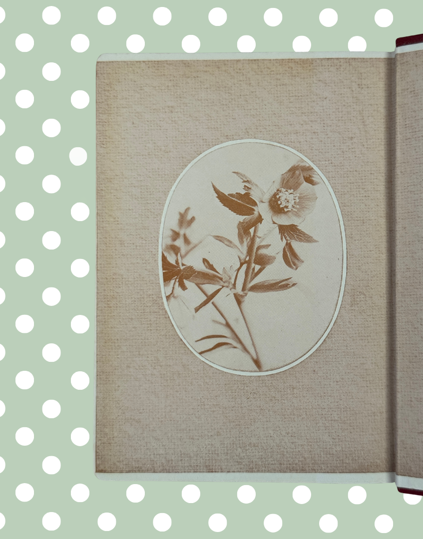 Botanical flower illustration inside Wayside and Woodland Blossoms vintage guide