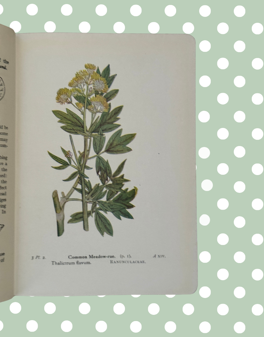 Vintage floral illustration plate featuring British flowers and orchids from Edward Step book