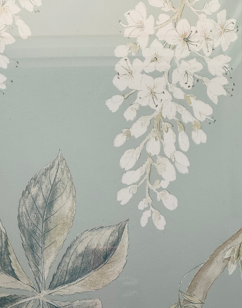 Close up chestnut blossom floral detail Chestnut Flower artwork