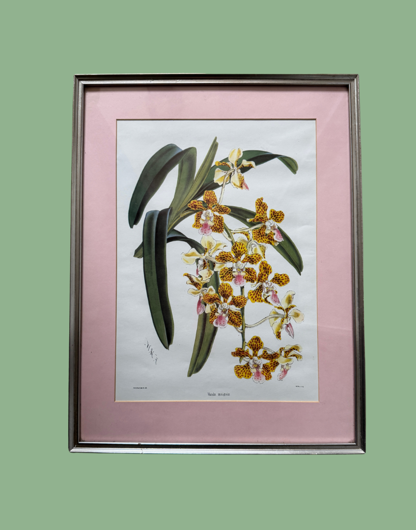 'Vanda Insignis' Botanical Orchid Print | Mid-Century Walter Hood Fitch Offset Lithograph in Silver Wood Frame
