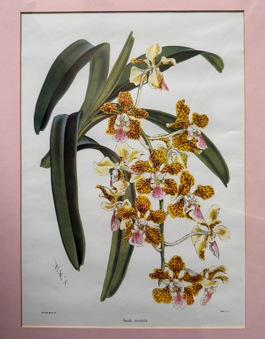 'Vanda Insignis' Botanical Orchid Print | Mid-Century Walter Hood Fitch Offset Lithograph in Silver Wood Frame