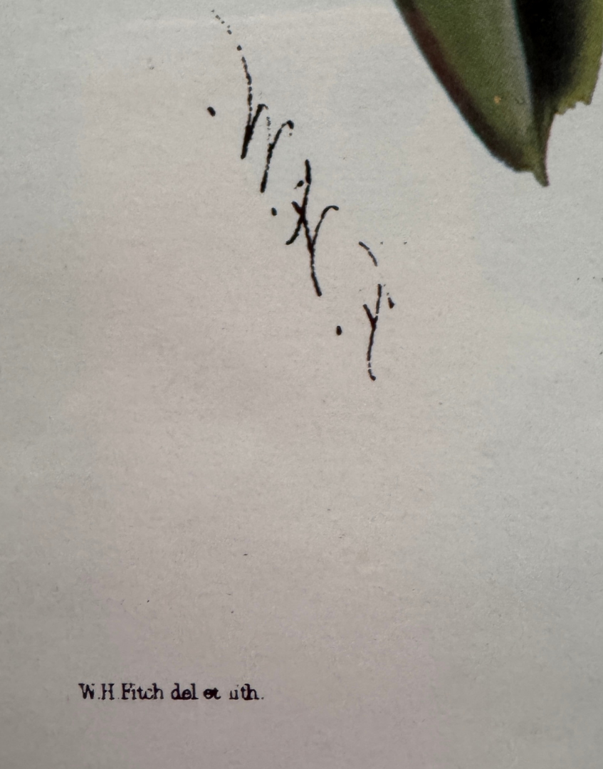 'Vanda Insignis' Botanical Orchid Print | Mid-Century Walter Hood Fitch Offset Lithograph in Silver Wood Frame