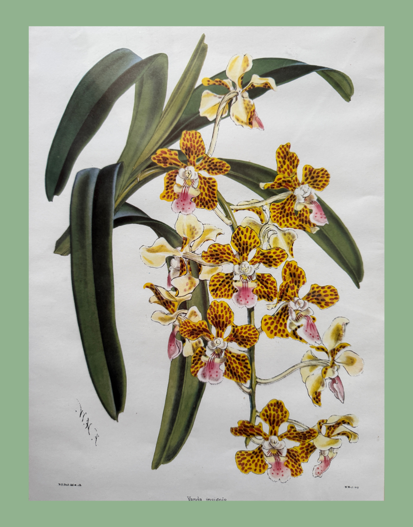'Vanda Insignis' Botanical Orchid Print | Mid-Century Walter Hood Fitch Offset Lithograph in Silver Wood Frame