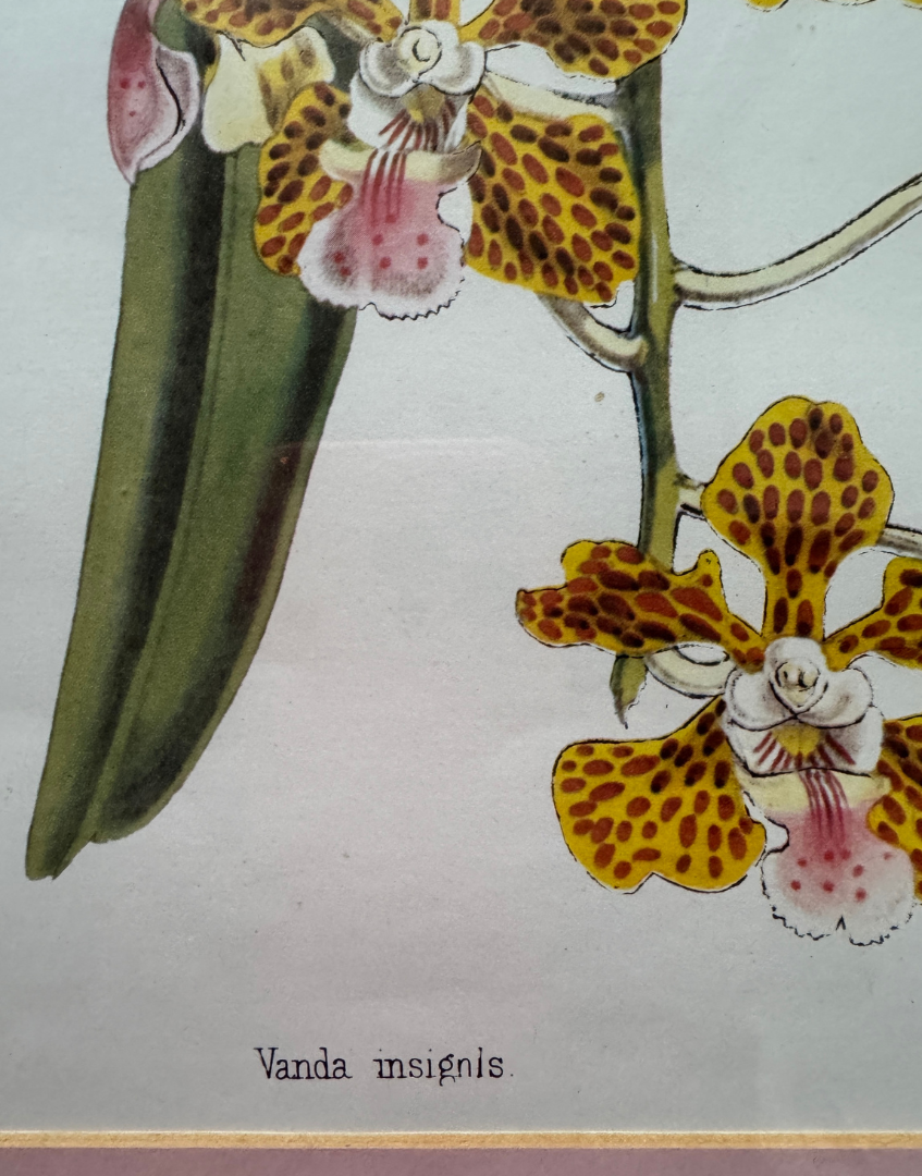 'Vanda Insignis' Botanical Orchid Print | Mid-Century Walter Hood Fitch Offset Lithograph in Silver Wood Frame