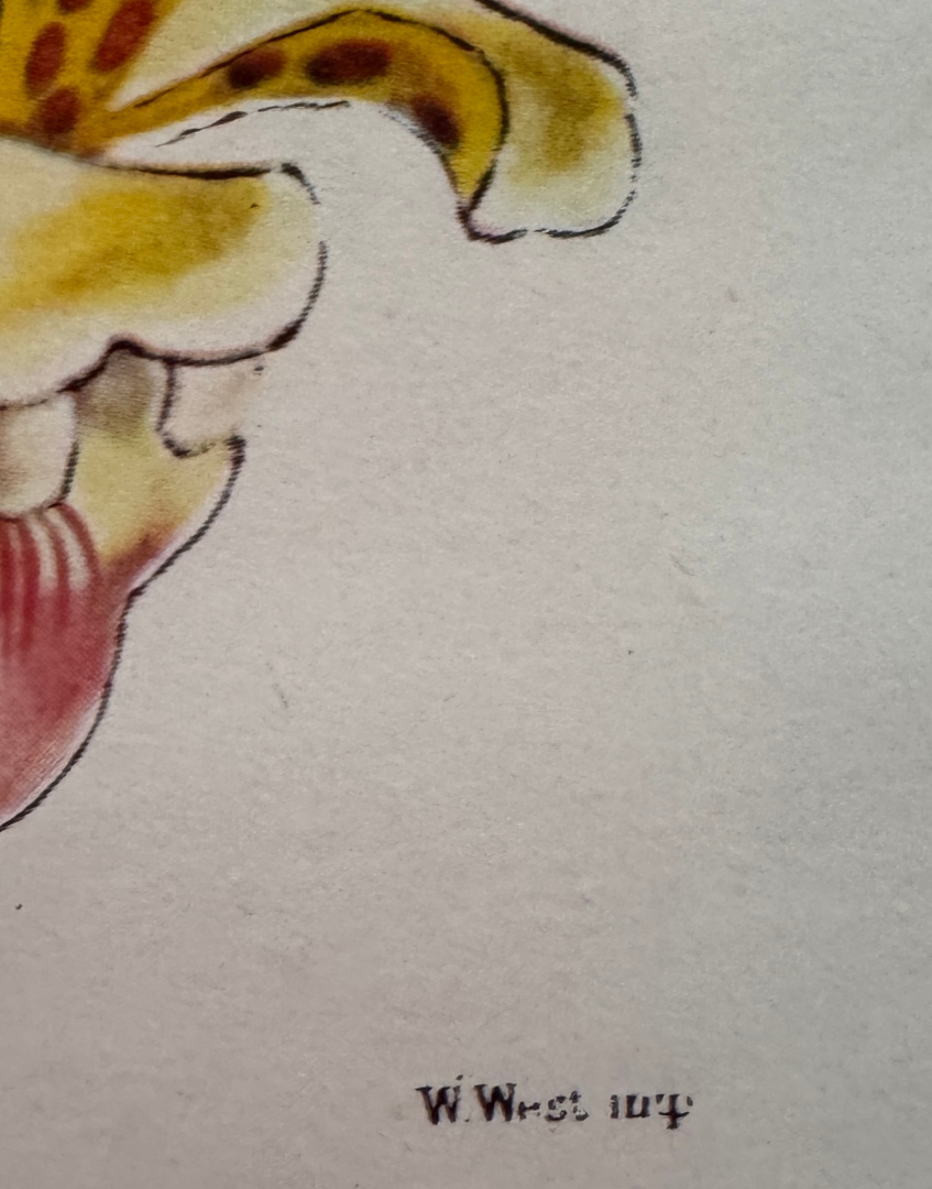 'Vanda Insignis' Botanical Orchid Print | Mid-Century Walter Hood Fitch Offset Lithograph in Silver Wood Frame