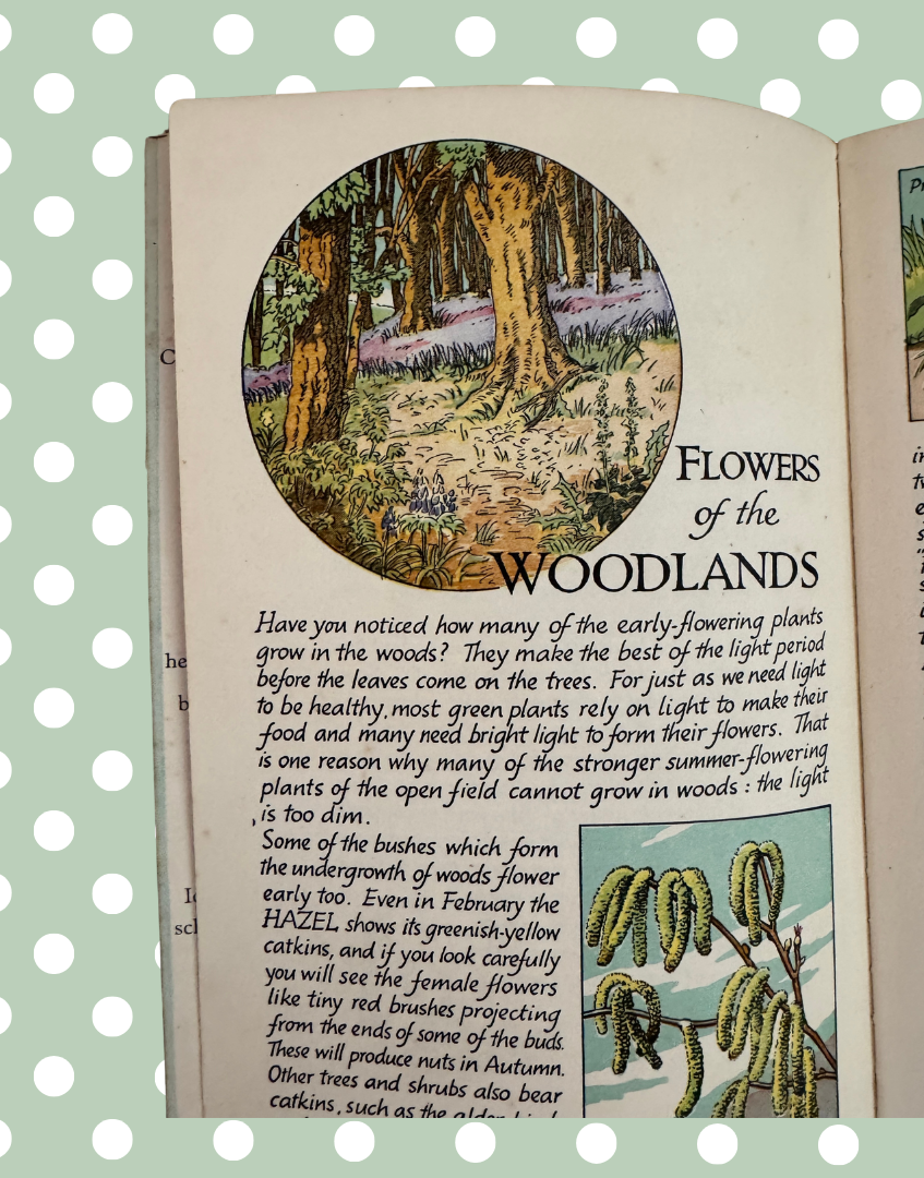 Vintage Flowers of the Country-Side Young Naturalist Book with Colour Illustrations