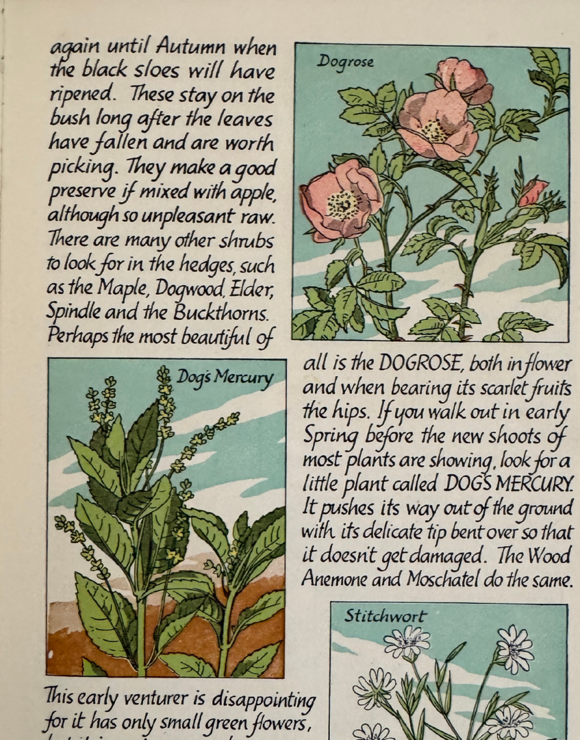 Vintage Flowers of the Country-Side Young Naturalist Book with Colour Illustrations