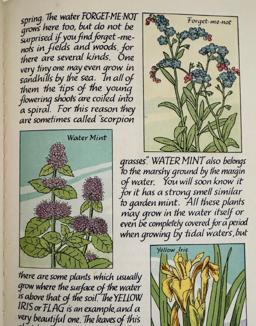 Vintage Flowers of the Country-Side Young Naturalist Book with Colour Illustrations