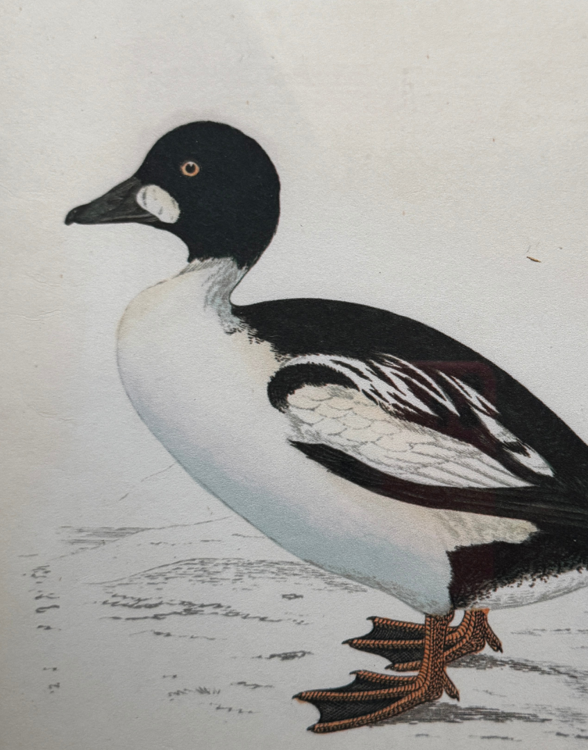 Linwood Ephemera Wallpapers - Golden Eye | Duck Illustration in Antique Black and Gold Frame