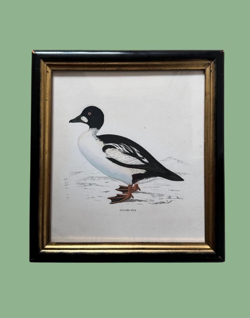 Linwood Ephemera Wallpapers - Golden Eye | Duck Illustration in Antique Black and Gold Frame