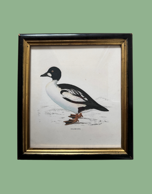 Linwood Ephemera Wallpapers - Golden Eye | Duck Illustration in Antique Black and Gold Frame