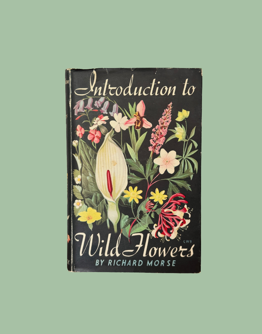 Introduction to Wild Flowers by Richard Morse, 1949 botanical book with original dust jacket and botanical illustration