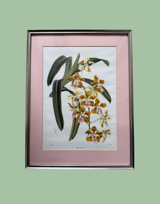 A framed botanical art print of an orchid plant, featuring yellow and white flowers with green leaves, set against a pink mat and a dark wood frame, displayed on a solid sage green background.