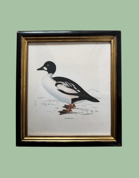 A framed vintage bird illustration of a duck on a white mat, set in a black frame with a gold inner border, against a solid sage green background.