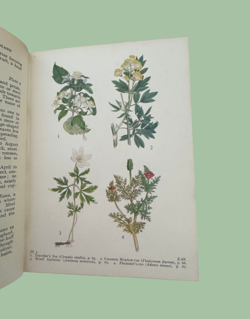Botanical illustration page featuring British woodland flowers inside vintage pocket guide