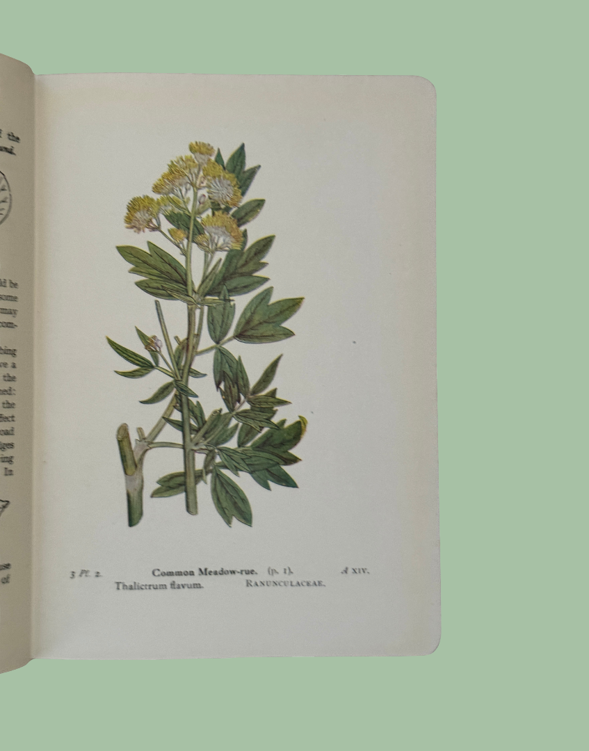 Vintage floral illustration plate featuring British flowers and orchids from Edward Step book