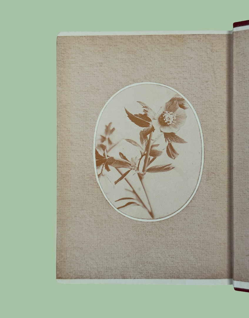 Botanical flower illustration inside Wayside and Woodland Blossoms vintage guide