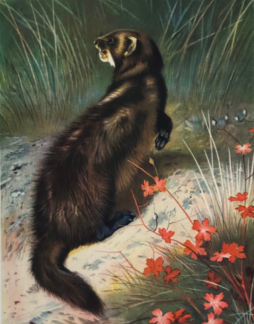Vintage colour illustration of a black polecat among wildflowers from Wild Life of Britain by F Fraser Darling
