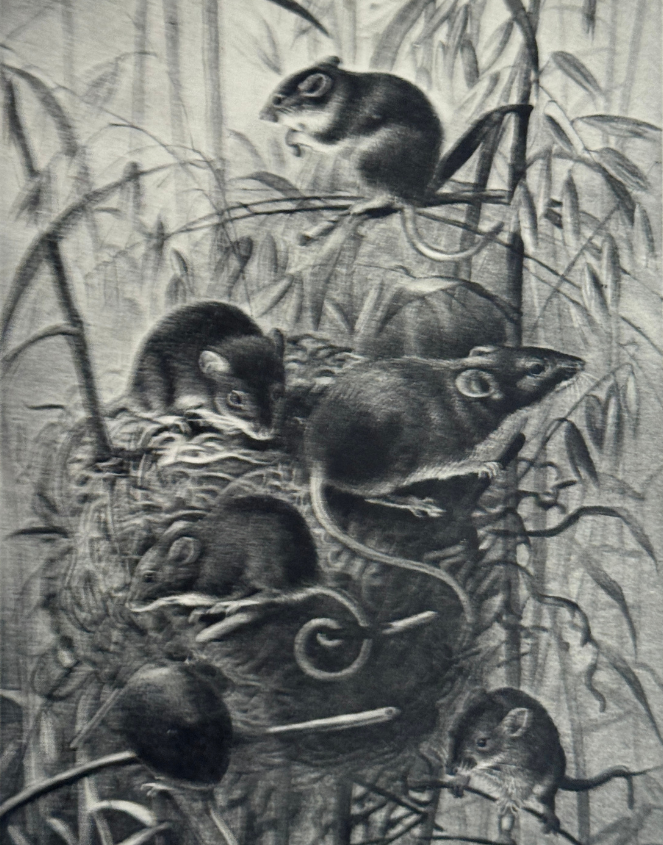 Black and white illustration of field mice among grasses from Wild Life of Britain vintage wildlife book