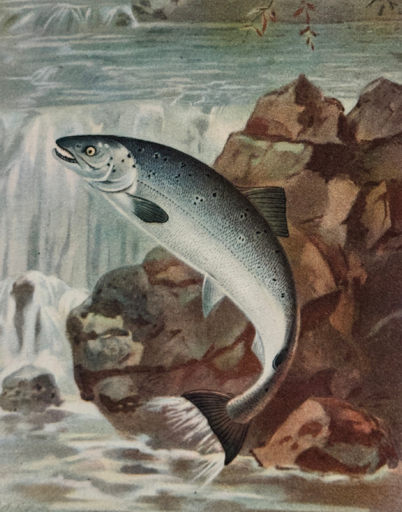 Illustrated jumping salmon in a British river from the 1943 Wild Life of Britain natural history book