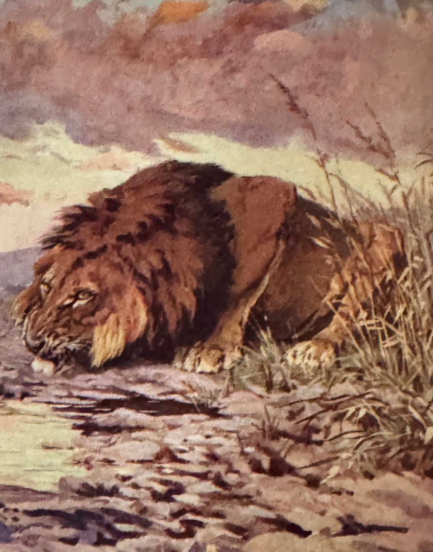Vintage colour illustration of a lion from the 1927 Natural History Animals book