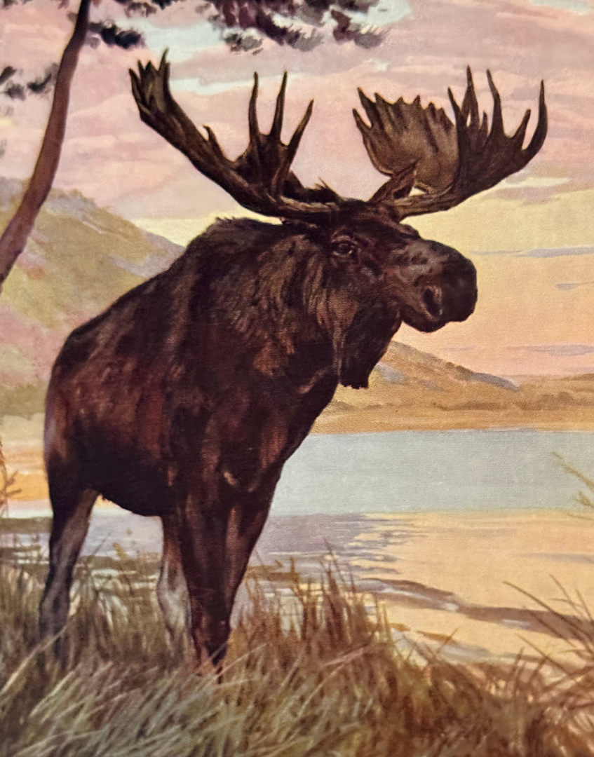 Vintage colour illustration of a moose from the 1927 Natural History Animals book