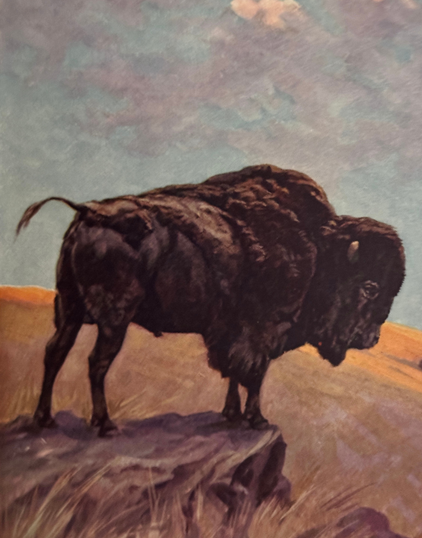 Vintage colour illustration of a bison from the 1927 Natural History Animals book