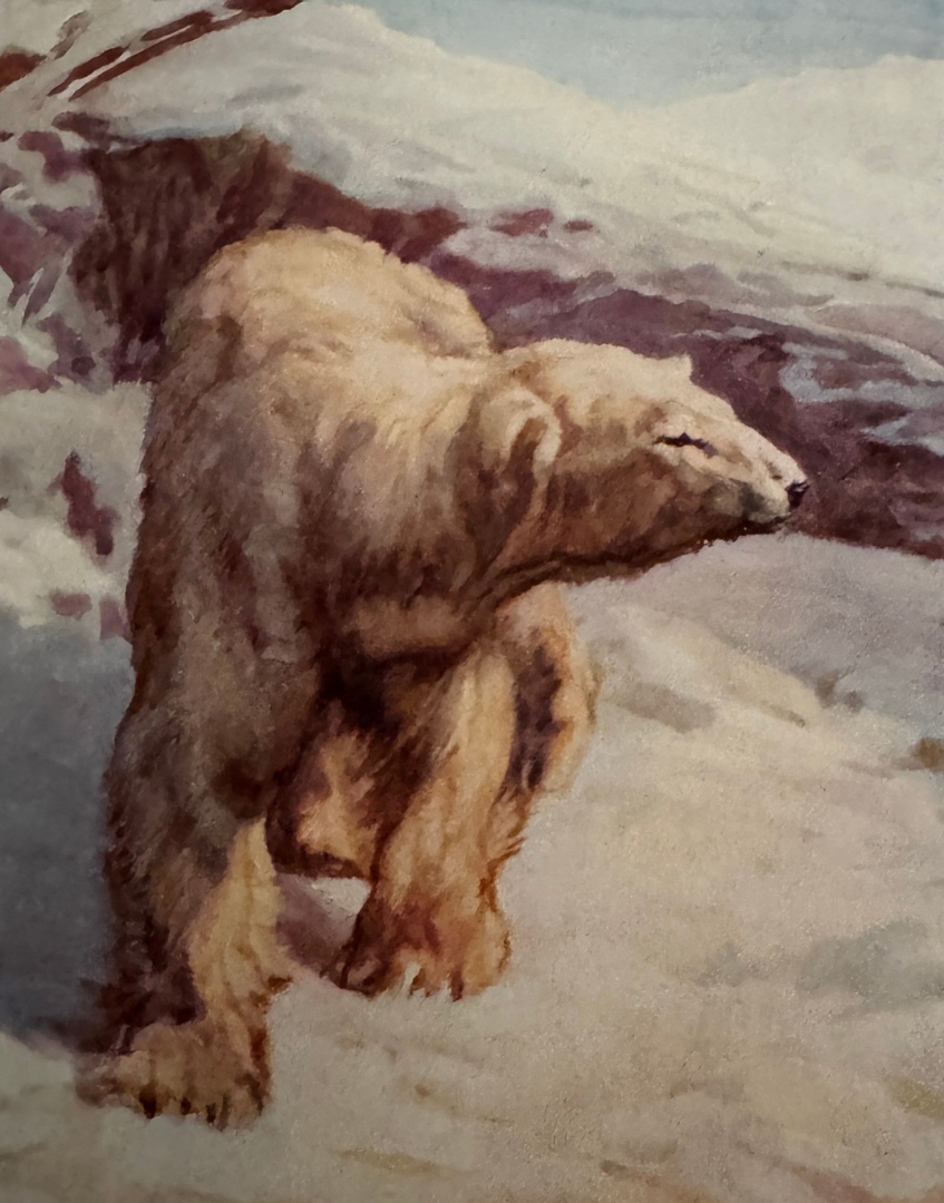 Vintage colour illustration of a polar bear from the 1927 Natural History Animals book