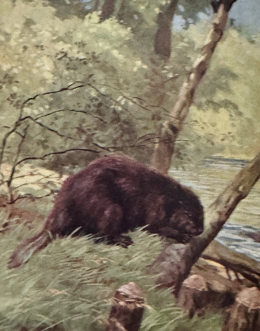 Vintage colour illustration of a beaver from the 1927 Natural History Animals book
