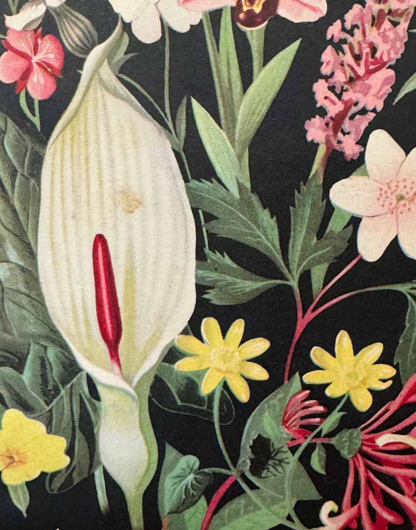 Detail of botanical illustration and mid century graphic design by Cecil Walter Bacon from the original dust jacket