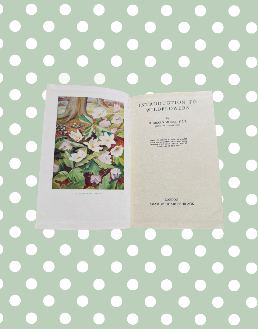Inside pages of Introduction to Wild Flowers showing botanical text and vintage illustrations