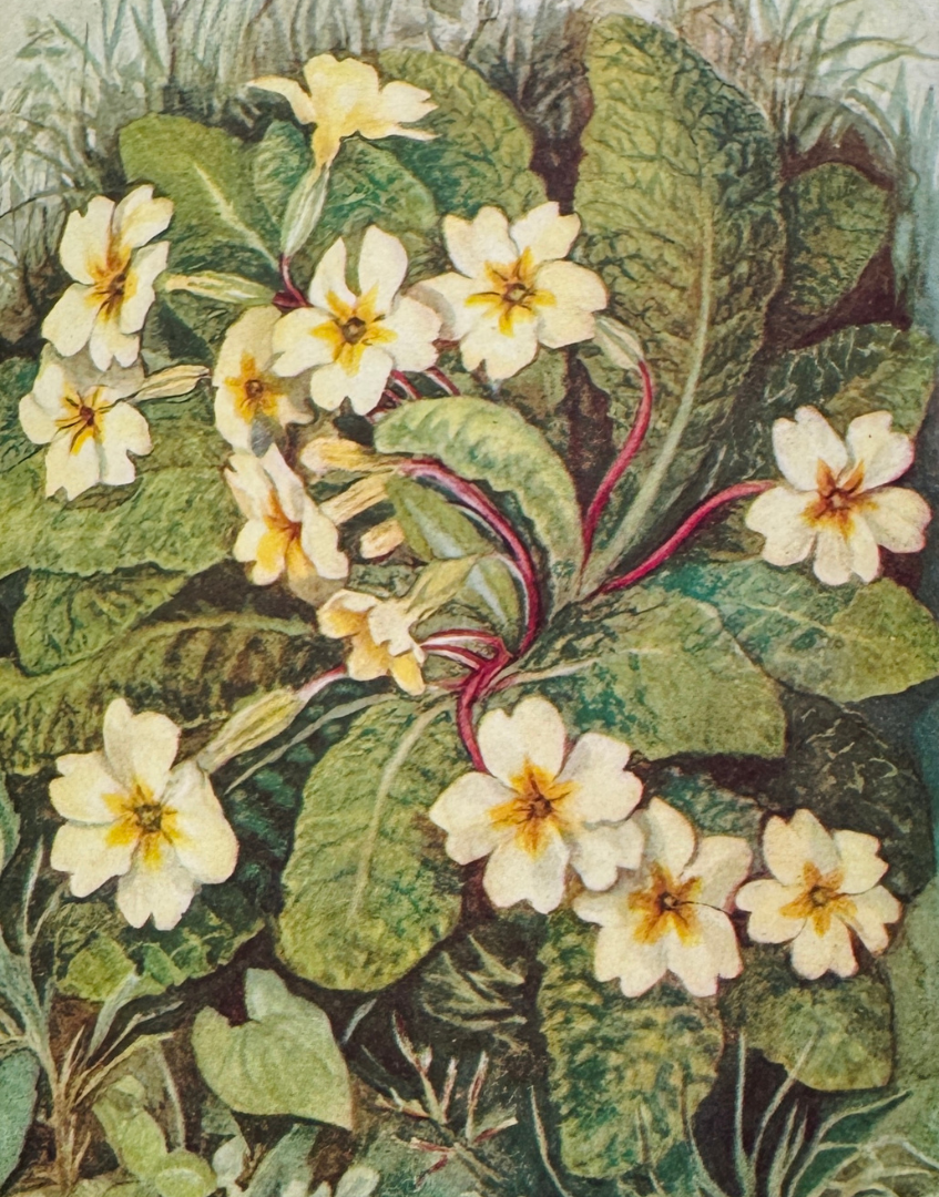 Vintage botanical colour plate featuring detailed wild flower illustration from Richard Morse book