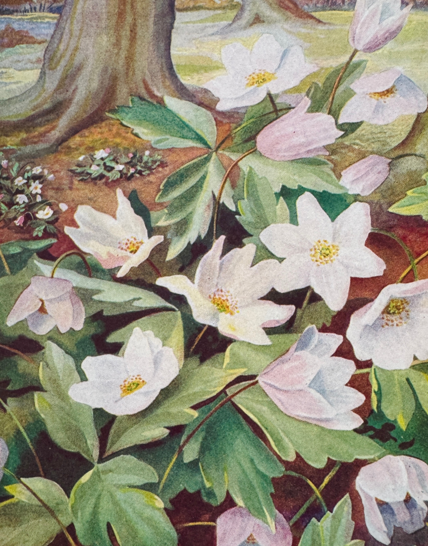 Colour plate showing detailed wild flower illustration from Introduction to Wild Flowers, 1949
