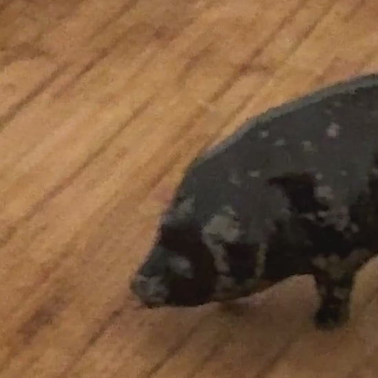 Charming Miniature Glossy Black Standing Pig | Britains Ltd Vintage Lead Figurine (1920s)