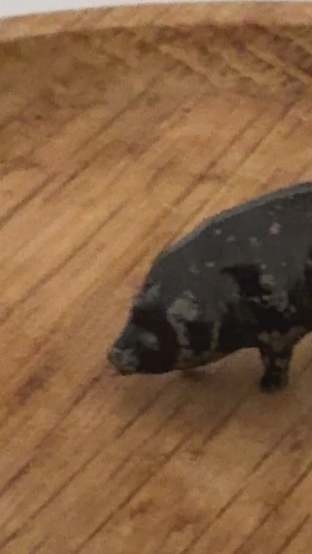 Charming Miniature Glossy Black Standing Pig | Britains Ltd Vintage Lead Figurine (1920s)
