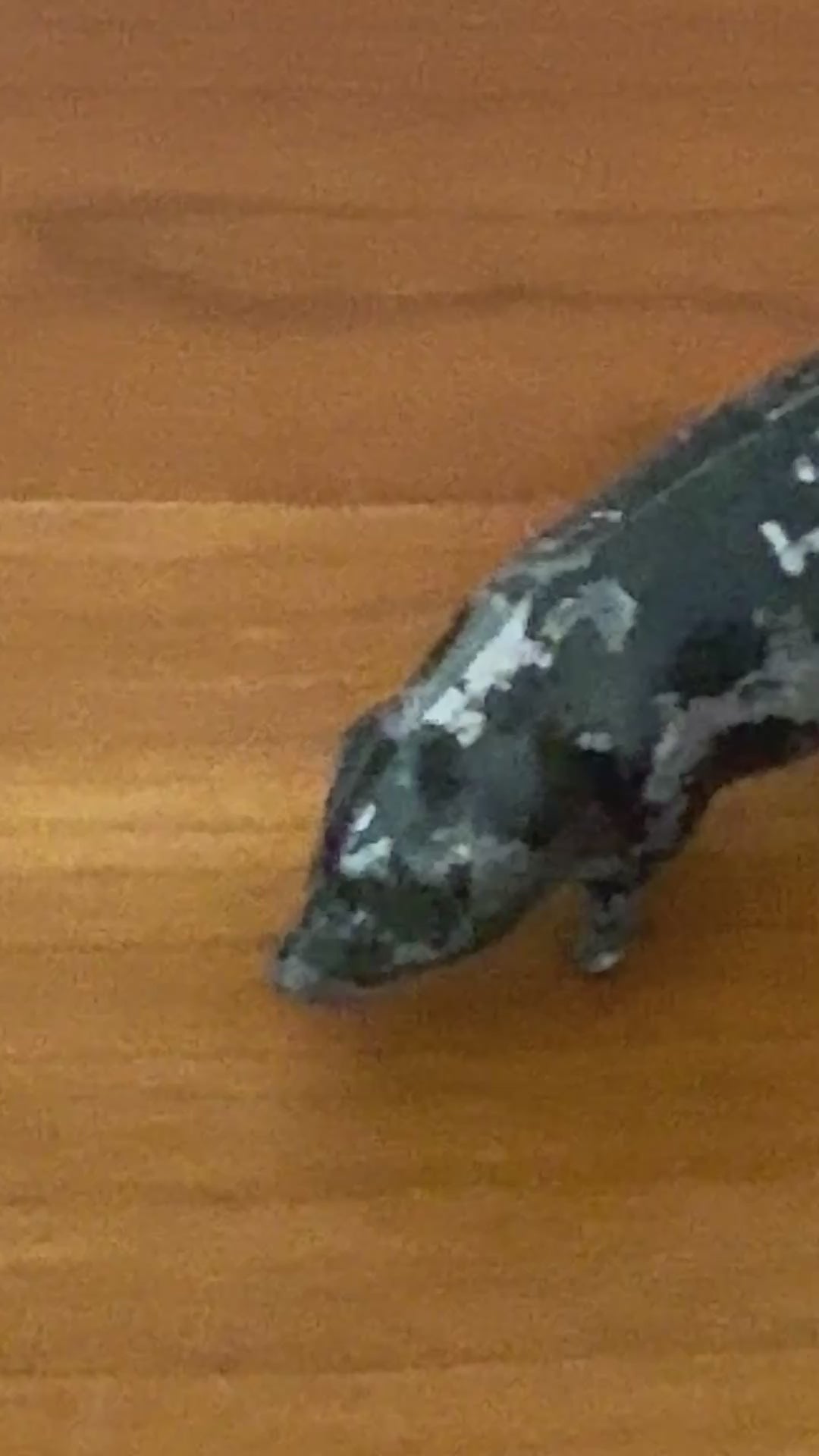 Charming Medium Black Pig With Aged Patina | Britains Ltd Farm & Countryside Lead Toy Collectable 1920s