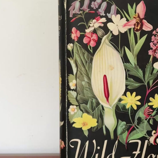 1949 Introduction to Wild Flowers botanical book by Richard Morse with striking mid century dust jacket