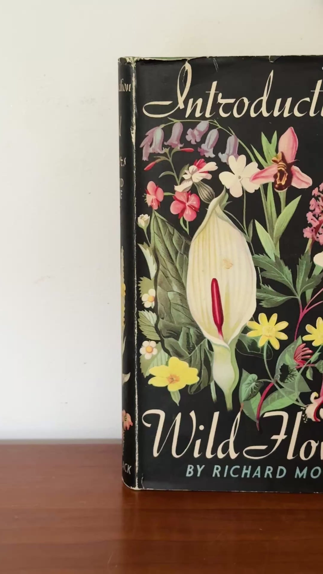 1949 Introduction to Wild Flowers botanical book by Richard Morse with striking mid century dust jacket