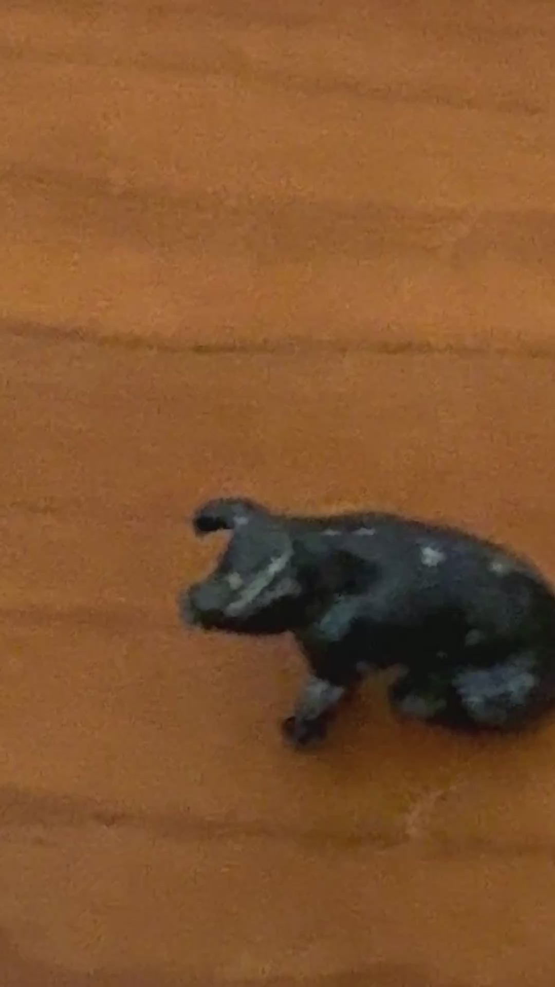 Black Miniature Sitting Piglet | Charming 1920s Britains Lead Farmyard Collectible