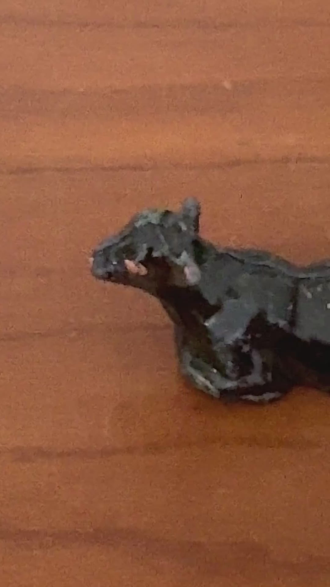 glossy hand painted black and white small lead farm collectable calf