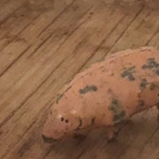 Characterful Miniature Pink Patina Patched Pig (Version 1) | Britains Ltd Vintage Lead Animal (1920s)